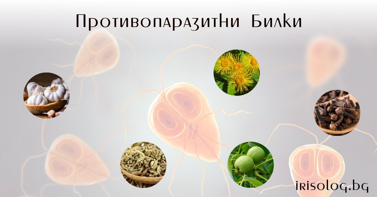 Противопаразитни билки - блог статия — irisolog.bg